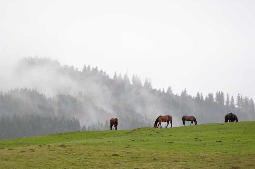 Hohe Rinne Paltinis Hotel & Spa Eksteriør bilde